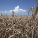 A field of dried corn plants is seen near Percival, Iowa, July 26.