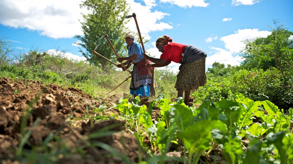 kenyafarmers.jpg