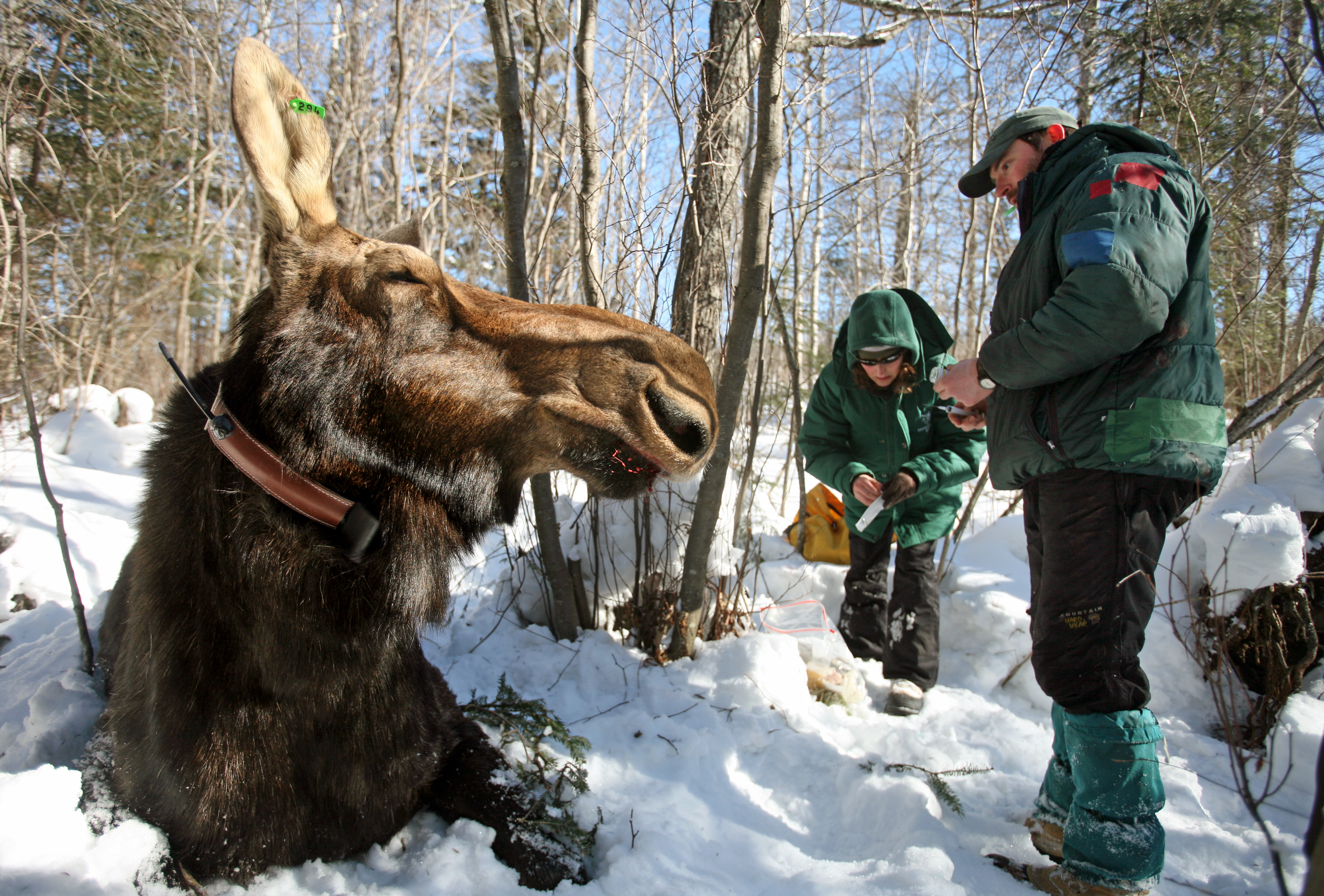 Оставить в лосях