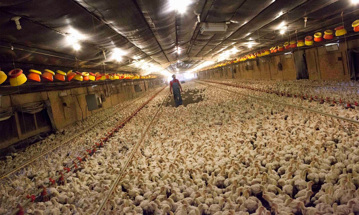 Factory Farming Divestment Movement Puts Animal Welfare In Spotlight |  