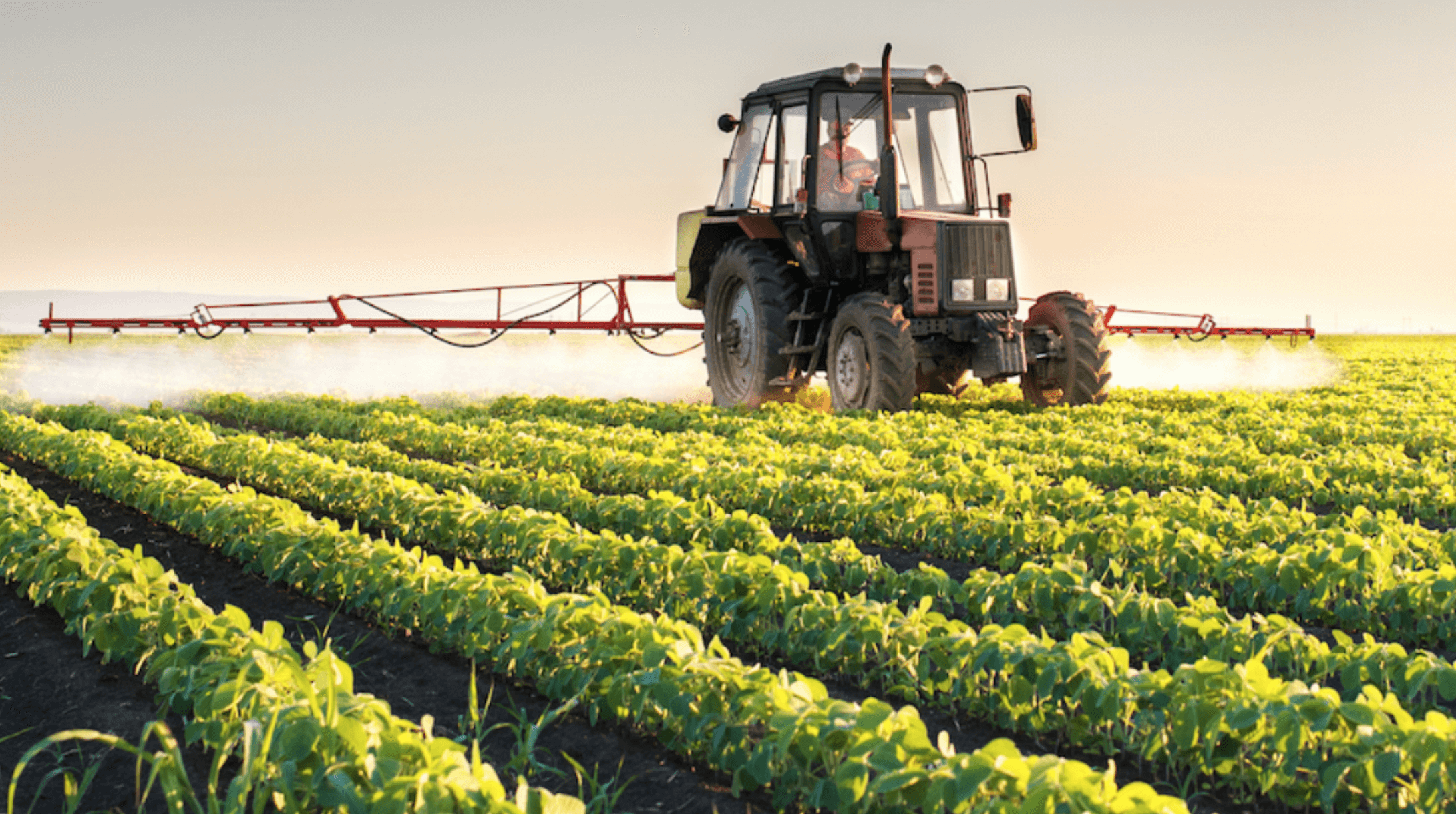 Monsanto, Roundup, weedkiller, glyphosate, cancer-causing pesticides