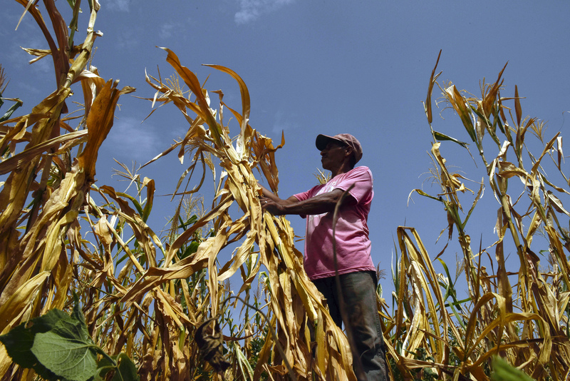 In El Salvador, many farmers have lost their lost corn crops to drought this summer. Agriculture is suffering in the high heat and dry conditions in several parts of the world. Credit: Oscar Rivera/AFP/Getty Images
