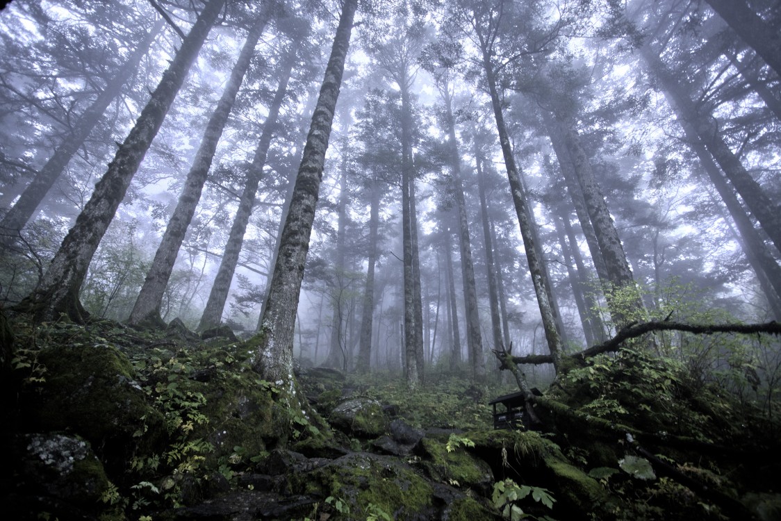 Suppose, as a writer and climate justice activist, I want to ask you to boycott one of the world’s largest paper companies—Resolute Forest Products—because it is unsustainably cutting trees in the formerly untouched, ancient boreal forests of Canada. Supp