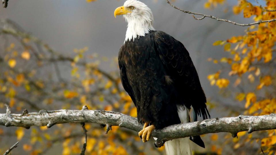 A bald eagle, which the Endangered Species Act is credited with reviving, in Alaska. Critics of the act say that it has become a tool that limits people’s livelihoods.CreditBob Strong/Reuters