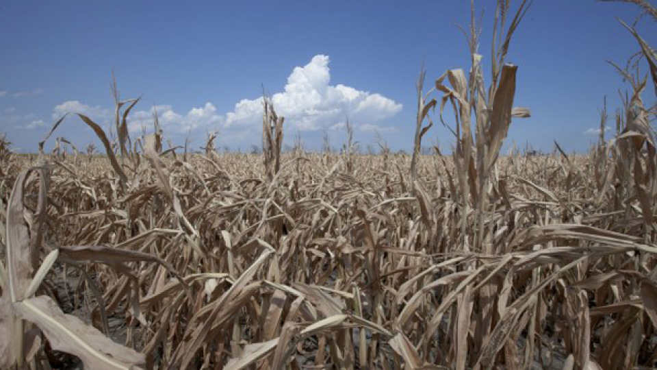 A field of dried corn plants is seen near Percival, Iowa, July 26.