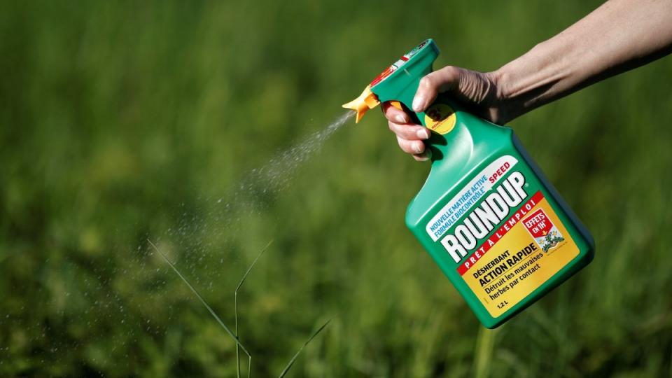 Monsanto has been accused of hiding the dangers of its popular Roundup products for decades, a claim the company denies. Photograph: Benoit Tessier/Reuters