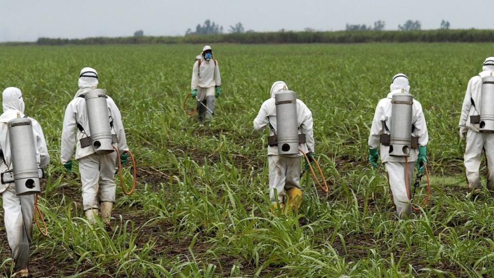 Monsanto, glyphosate, cancer-causing pesticides, GMOs, EPA, Roundup