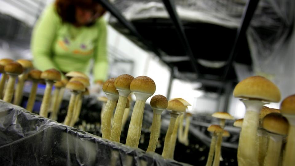 psychedelic mushrooms, psilocybin, depression treatment, Michael Pollan, Controlled Substances Act, drug legalization