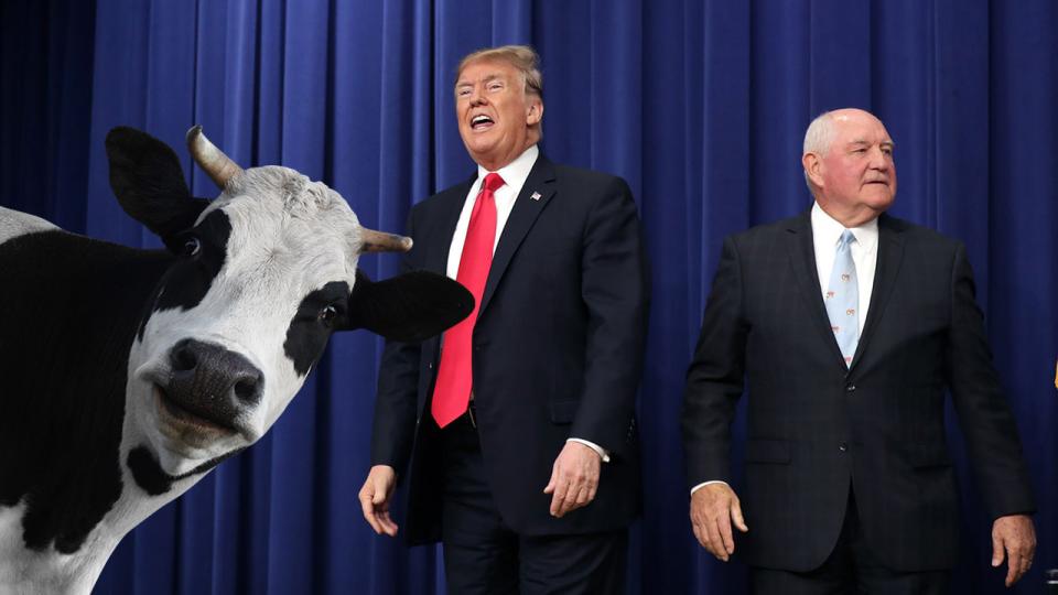 The Trump administration has worked closely with the dairy industry, at a time when the president’s trade war has hurt farmers. Photograph: Chip Somodevilla/Getty Images