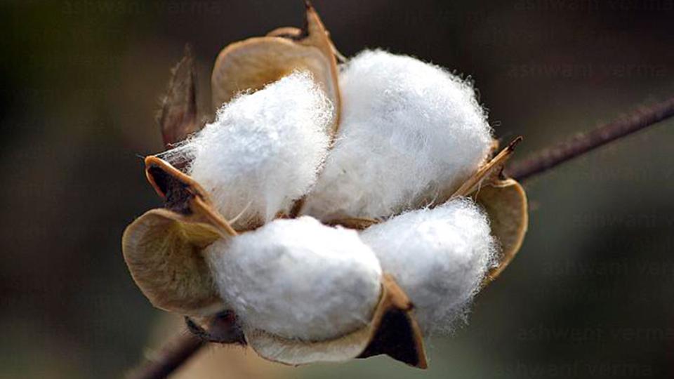 Monsanto, GM cotton, Bayer-Monsanto merger, Vandana Shiva, India GMO battles, GMO crops